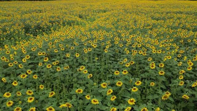 Vast Golden Sunflower Field in Full Bloom
