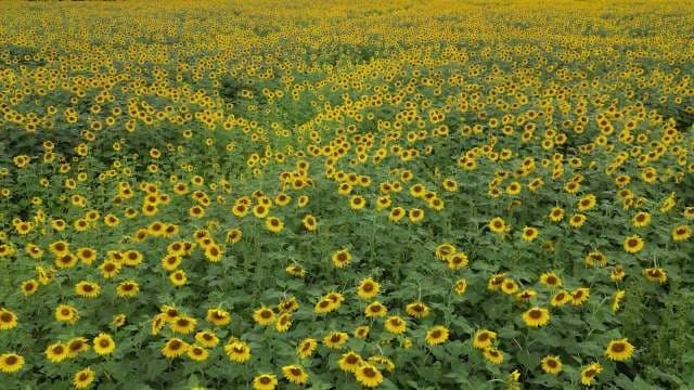 Endless Golden Sunflower Field in Full Bloom