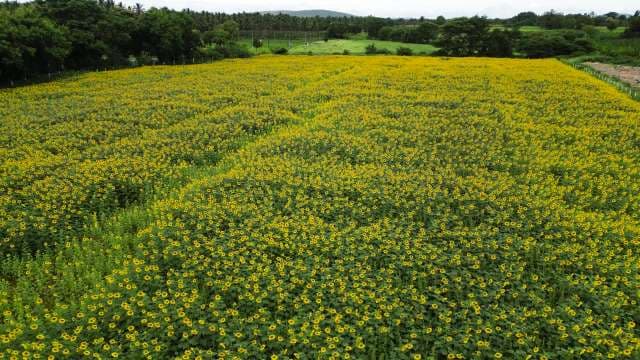 Stunning Sunflower Field Landscape in Full Bloom