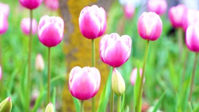 Pink and White Tulips in the Indira Gandhi Memorial Tulip Garden