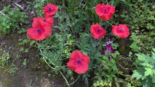 Vibrant Red Poppies Blooming in Spring Garden