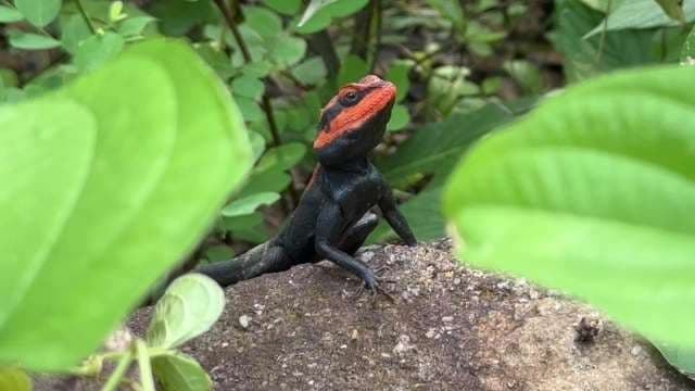 Vibrant Red-Headed Lizard in Natural Tropical Habitat