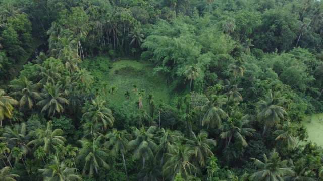 Stunning Aerial View of Dense Green Tropical Rainforest and Palm Trees
