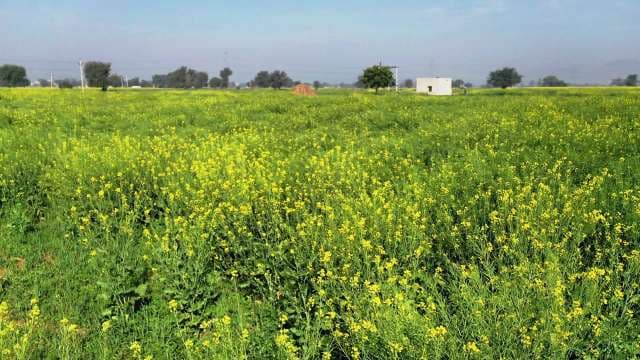 Vibrant Yellow Mustard Field in Full Bloom Across Rural India