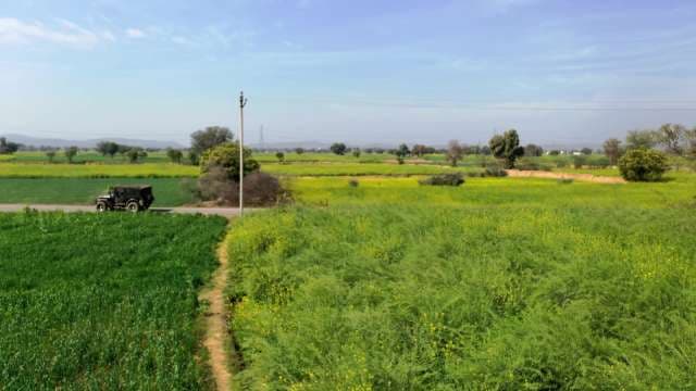 Scenic Drive Through Vibrant Mustard Fields in Rural India
