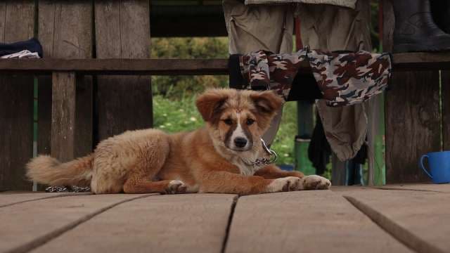 Adorable Tan Puppy Relaxing on a Rustic Wooden Deck