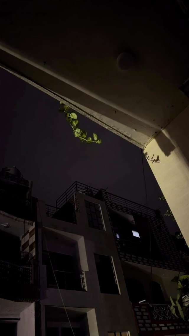 Quiet Urban Night View With Hanging Green Vine on Balcony