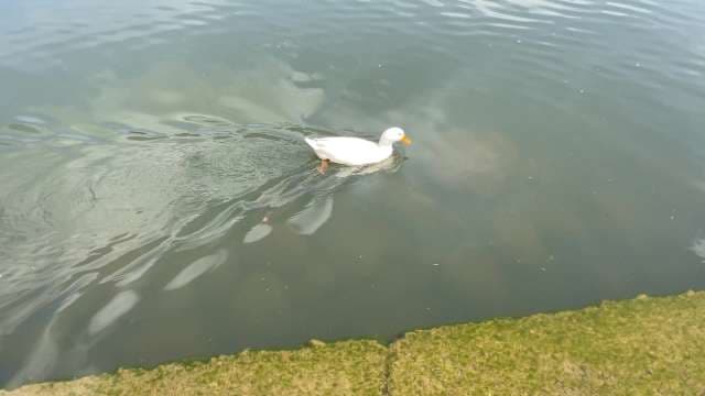 White Duck Swimming Gracefully on a Calm Pond Surface