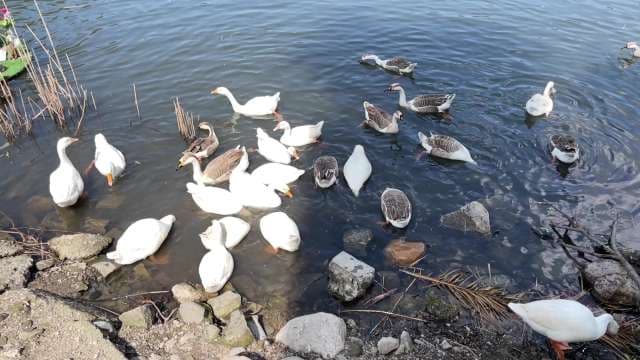 Flock of White and Brown Geese Swimming in a Serene Pond