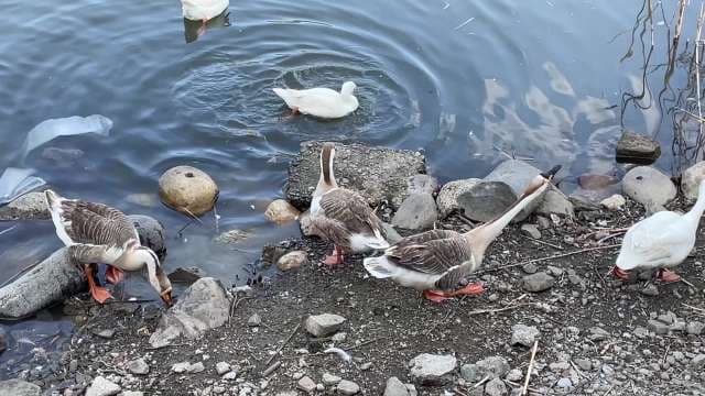 Domestic Geese and Swan Geese Swimming and Foraging on Pond Shore