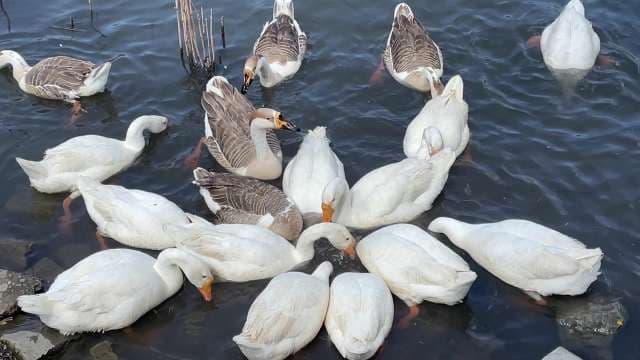 Flock of White and Grey Geese Swimming and Feeding in Pond