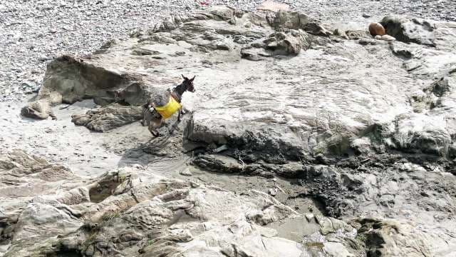 Pack Donkey Carrying Heavy Loads Across Rugged Rocky Terrain