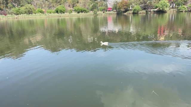 White Duck Swimming Peacefully in a Calm Lake with Tree Reflections
