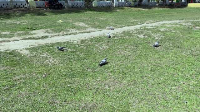 Group of Pigeons Foraging on Green Grass in Urban Park