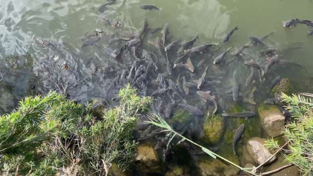 School of Carp Fish Swimming and Feeding in Freshwater Pond