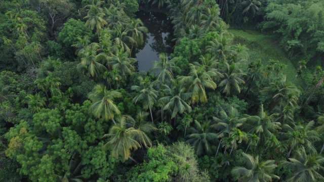 Aerial View of Lush Tropical Palm Forest and Hidden Pond