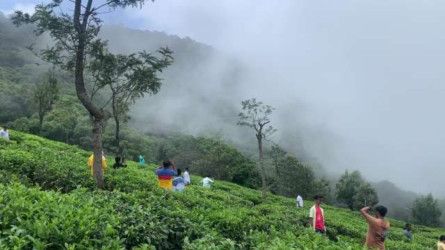 Tourists Visiting Lush Tea Plantation on Misty Mountain Hillside