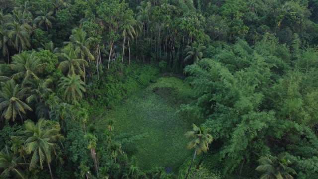 Aerial View of Lush Tropical Jungle and Hidden Pond