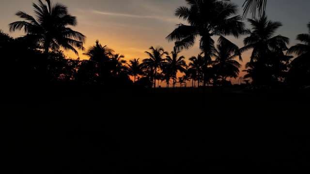 Tropical Palm Tree Silhouettes Against Vibrant Orange Sunset