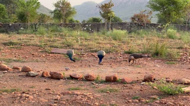 Wild Peacocks Foraging on Rocky Ground in Rural Landscape