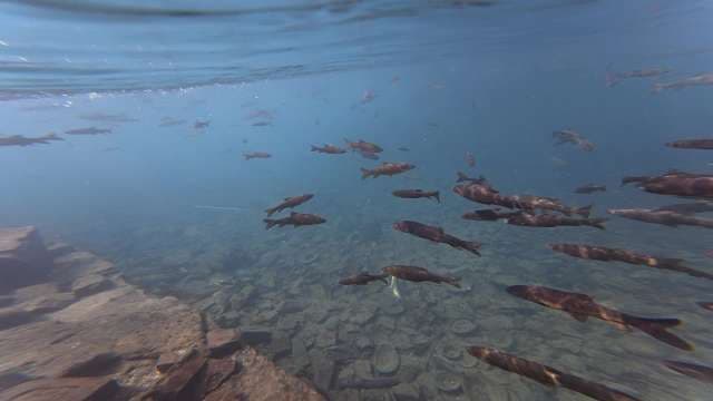 Underwater View of Small Brown Fish Schooling in Clear Water