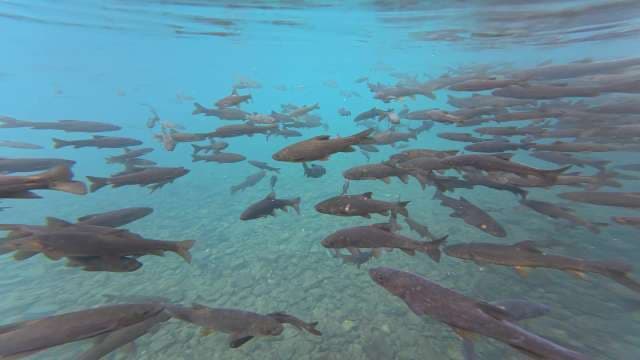 School of Dark Fish Swimming in Clear Blue Underwater Scene