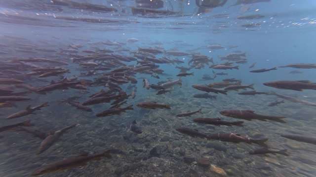Large School of Fish Swimming Underwater in Clear River