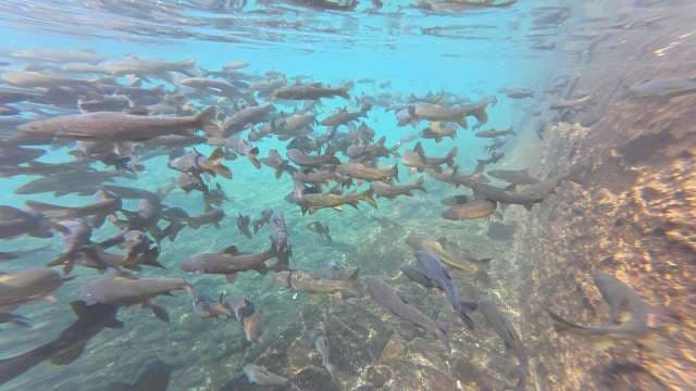 Large School of Fish in Clear Shallow Water
