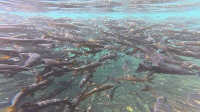 Underwater View of a Massive School of Migrating Fish