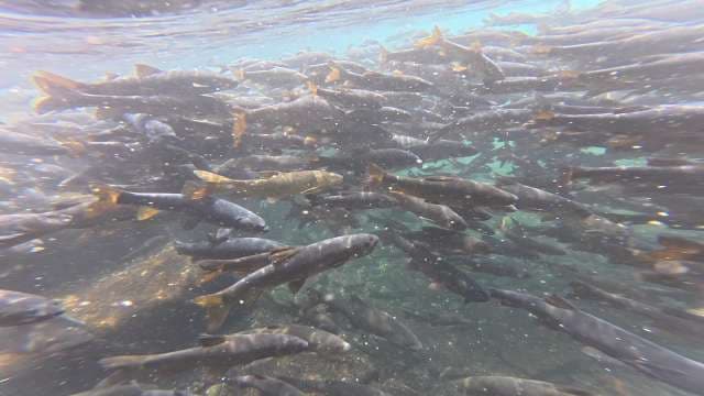 Underwater View of a Dense School of Salmon Swimming in River