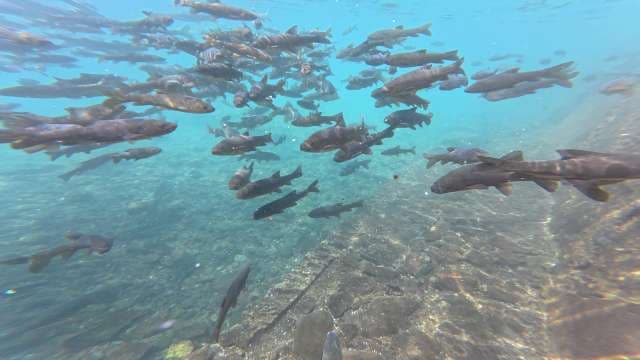 Underwater School of Fish Swimming in Clear Turquoise Lake