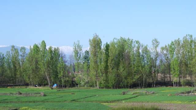 Scenic Green Rural Landscape with Snow-Capped Mountains Background