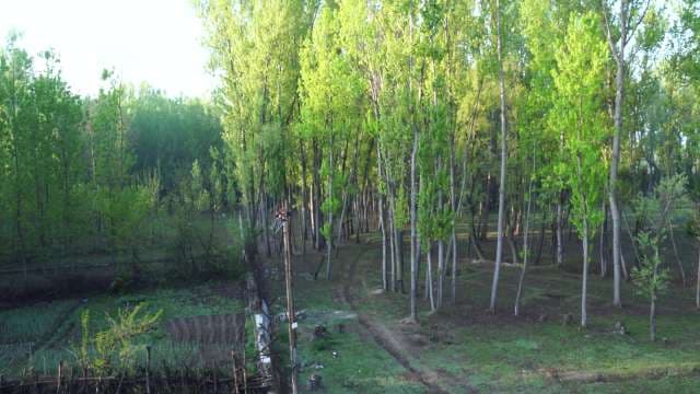 Sunlit Green Forest with Tall Trees and Rural Garden