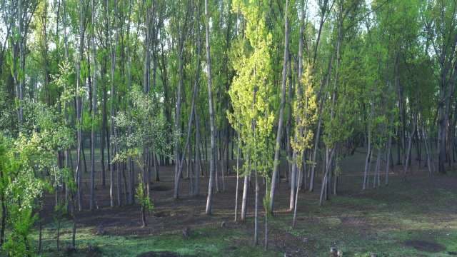 Sunlit Green Poplar Forest in Spring