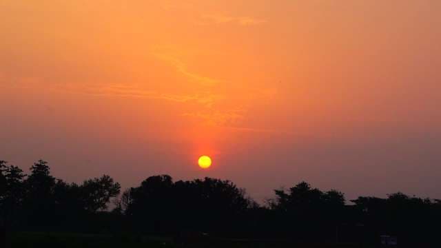 Golden Sunset over Silhouetted Tree Horizon