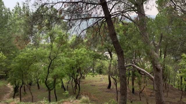 Lush Green Pine Forest on Mountain Hillside