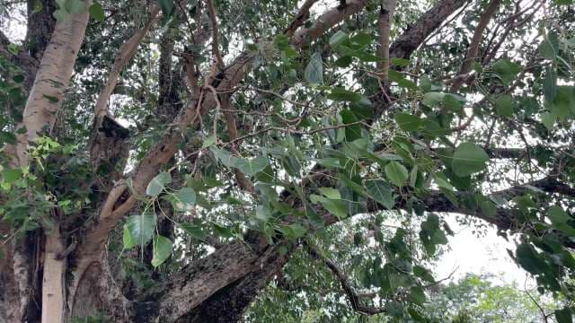 Lush Green Bodhi Tree Branches Against Bright Sky