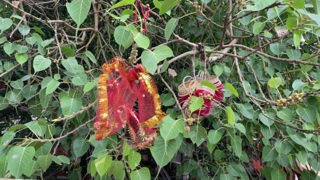 Sacred Peepal Tree with Traditional Hindu Ritual Offerings