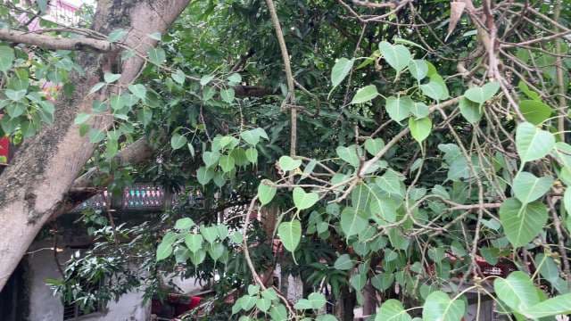Lush Green Bodhi Tree Foliage with Tropical Background