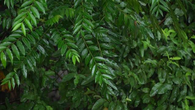 Wet Green Leaves in Lush Tropical Rain Forest