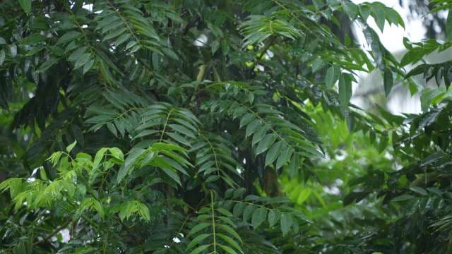 Heavy Rain Falling on Lush Green Tree Leaves in Tropical Setting