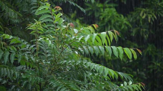 Rain Falling on Lush Green Leaves in Tropical Forest