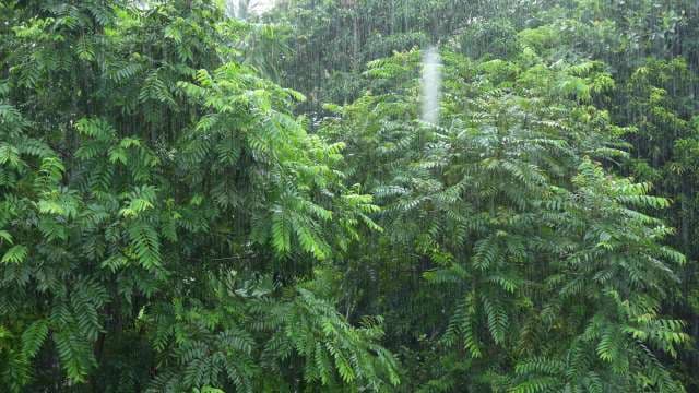 Heavy Monsoon Rain Falling on Lush Green Tropical Trees