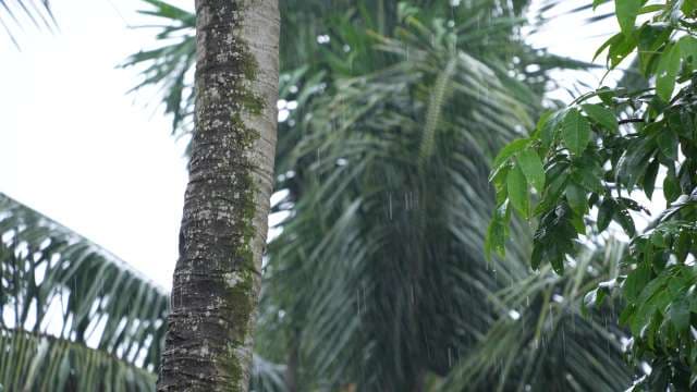 Heavy Rain Falling on Tropical Palm Trees in Lush Jungle