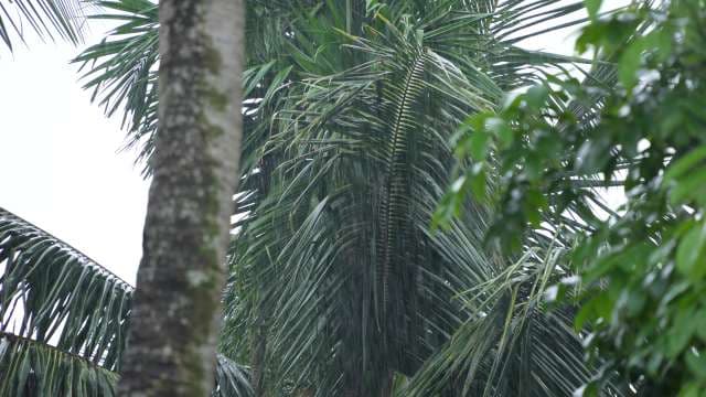Tropical Rain Falling on Lush Green Palm Tree Leaves
