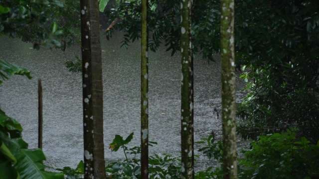 Heavy Tropical Rain Falling on Lake Through Forest Trees