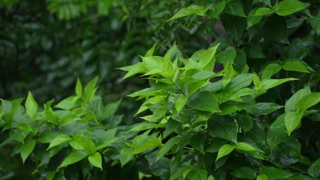 Lush Green Foliage in Gentle Summer Rain