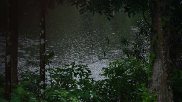 Rain Falling on Dark Lake Surface Through Lush Forest Trees