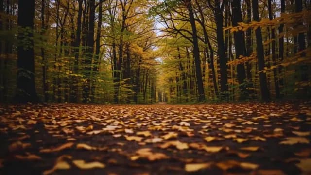 Low Angle View of Golden Autumn Forest Path