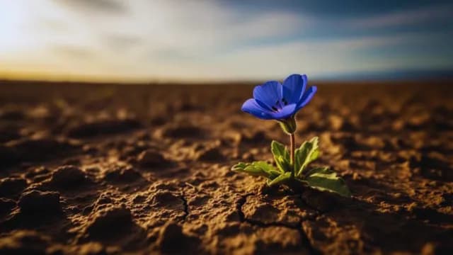 Lone Blue Flower Blooming in Cracked Desert Soil at Sunset